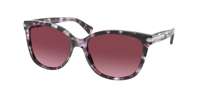 Coach HC8132 L109 Sunglasses