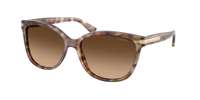 Coach HC8132 L109 Sunglasses